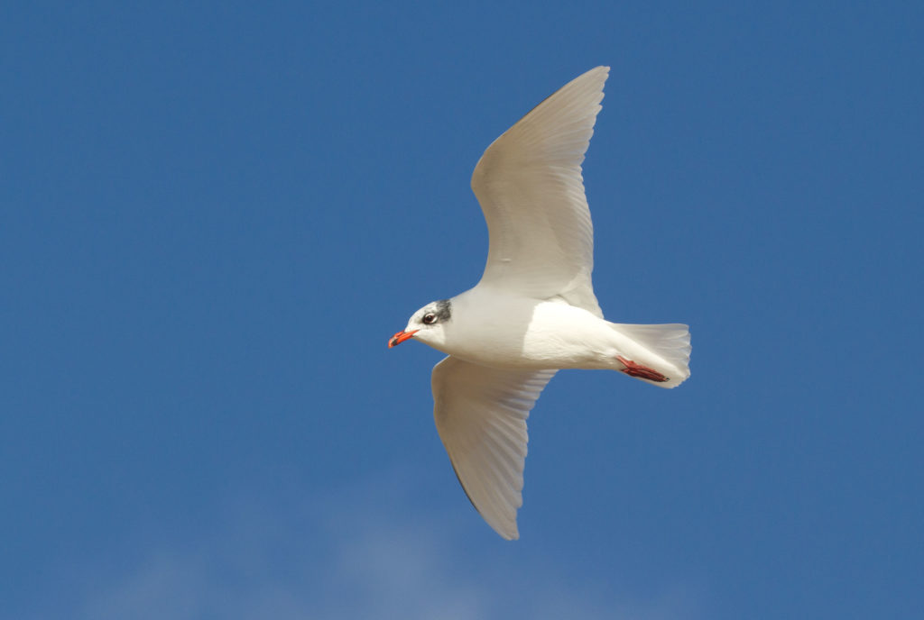 Mediterranean Gull