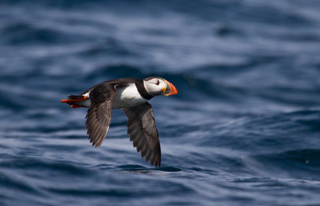 Puffin