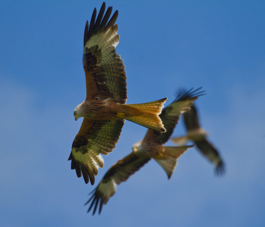 Red Kite