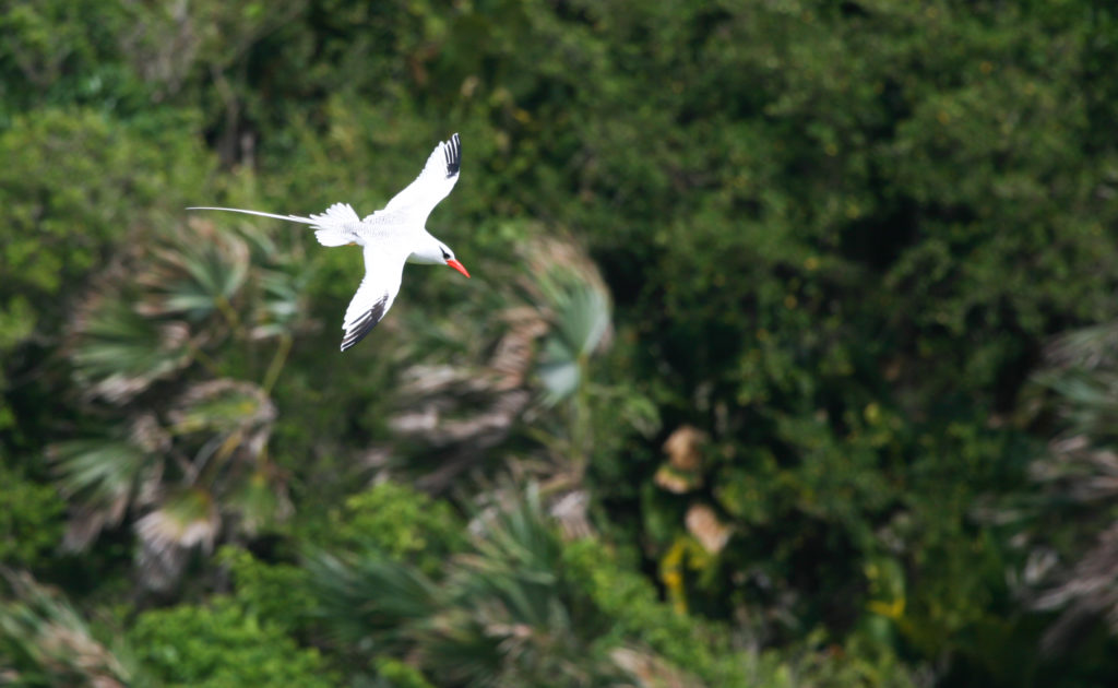 Red-billed Tropicbird