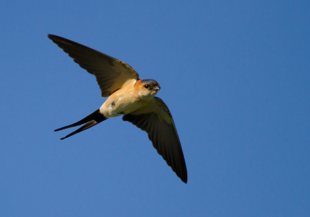 Red-rumped Swallow