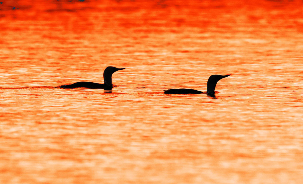 Red-throated Divers