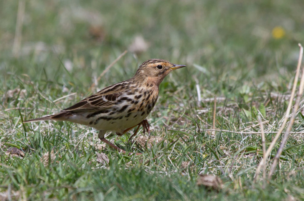 Red-throated Pipit