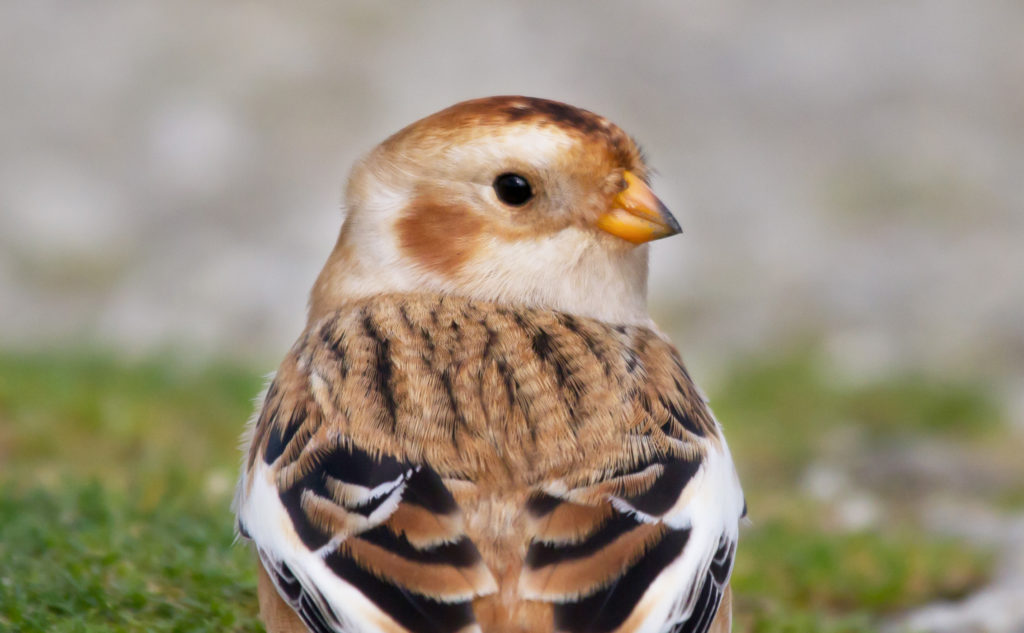 Snow Bunting