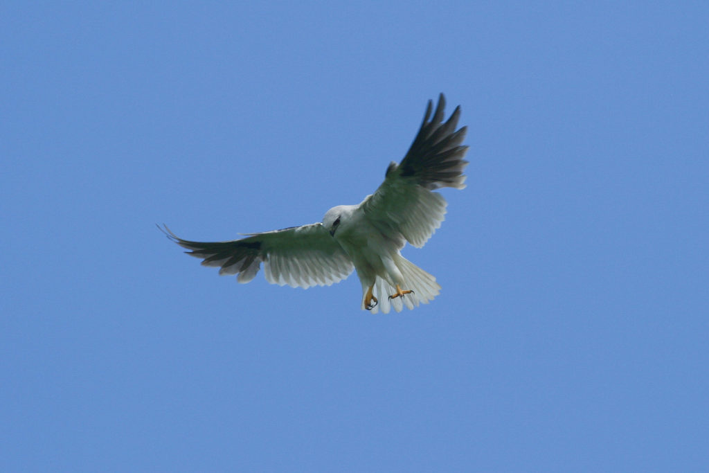 Black-winged Kite