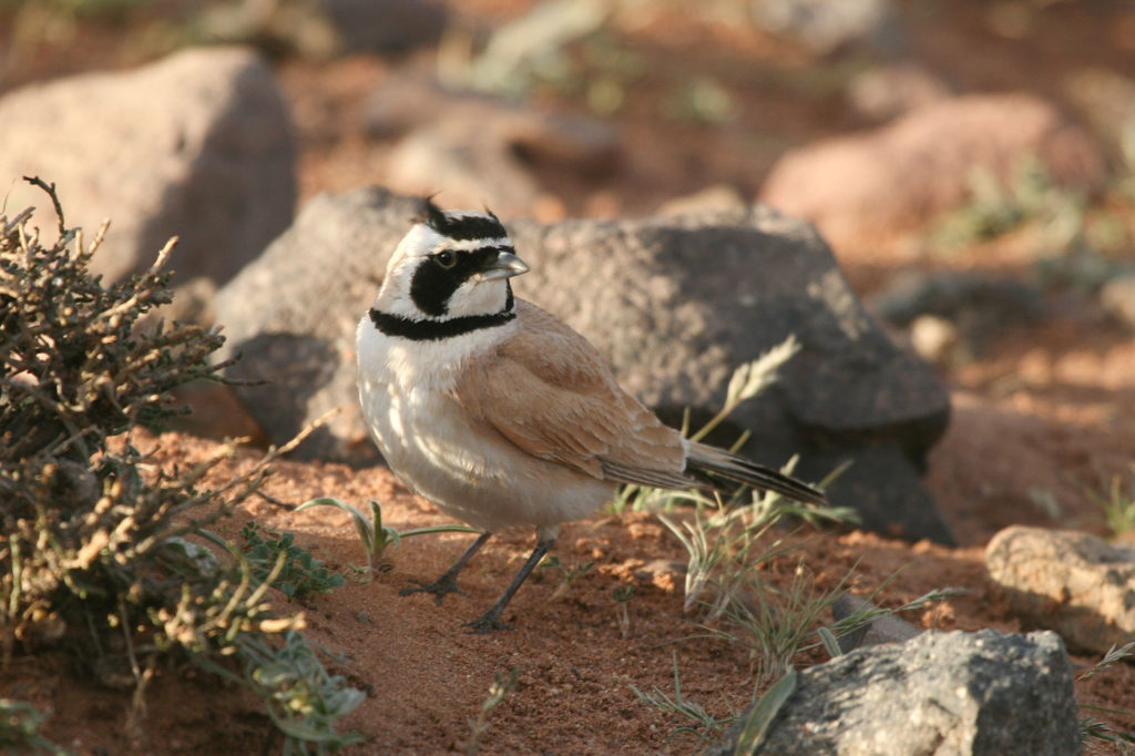 Temminck's Lark