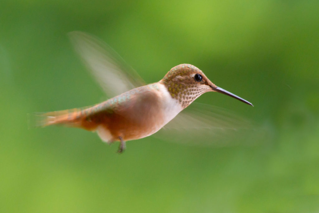 Rufous Hummingbird