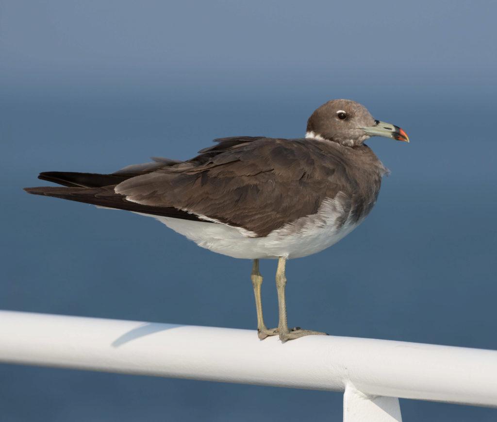Sooty Gull
