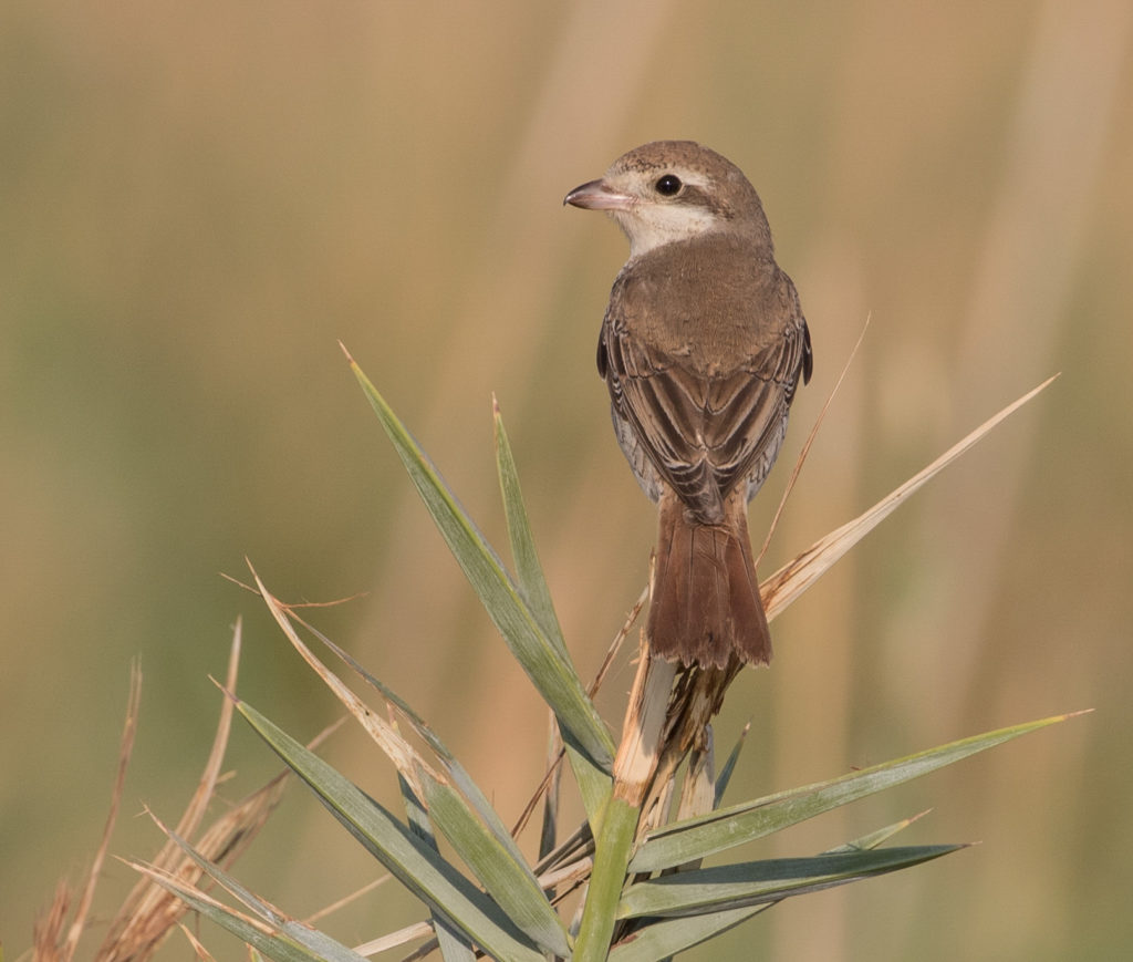 Turkestan Shrike