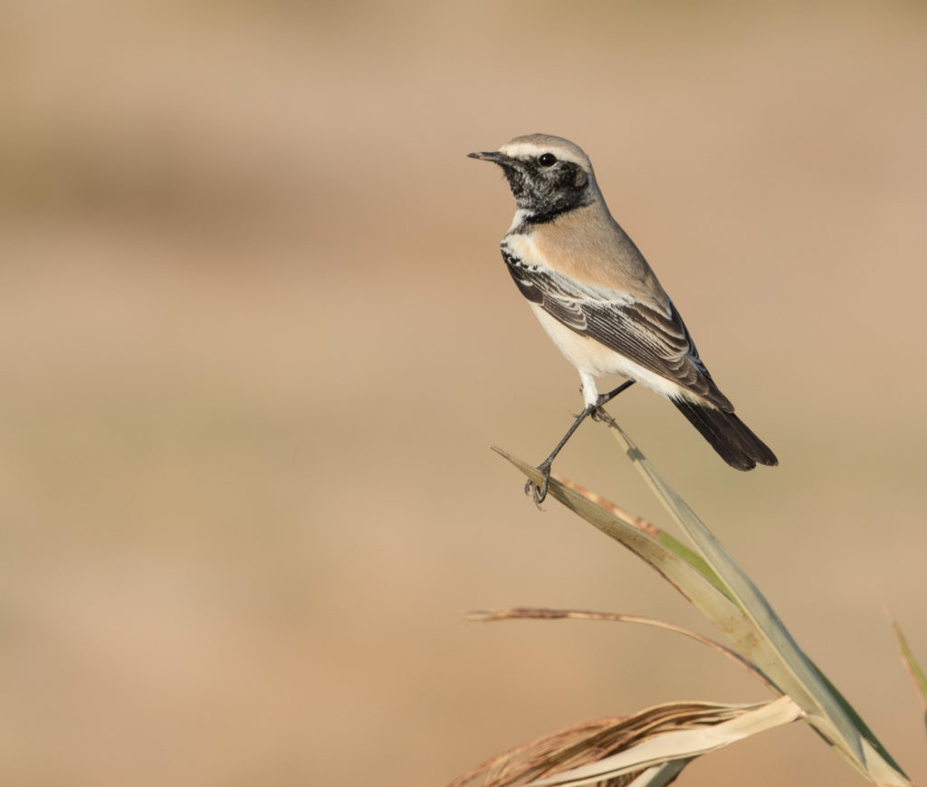 Desert Wheatear