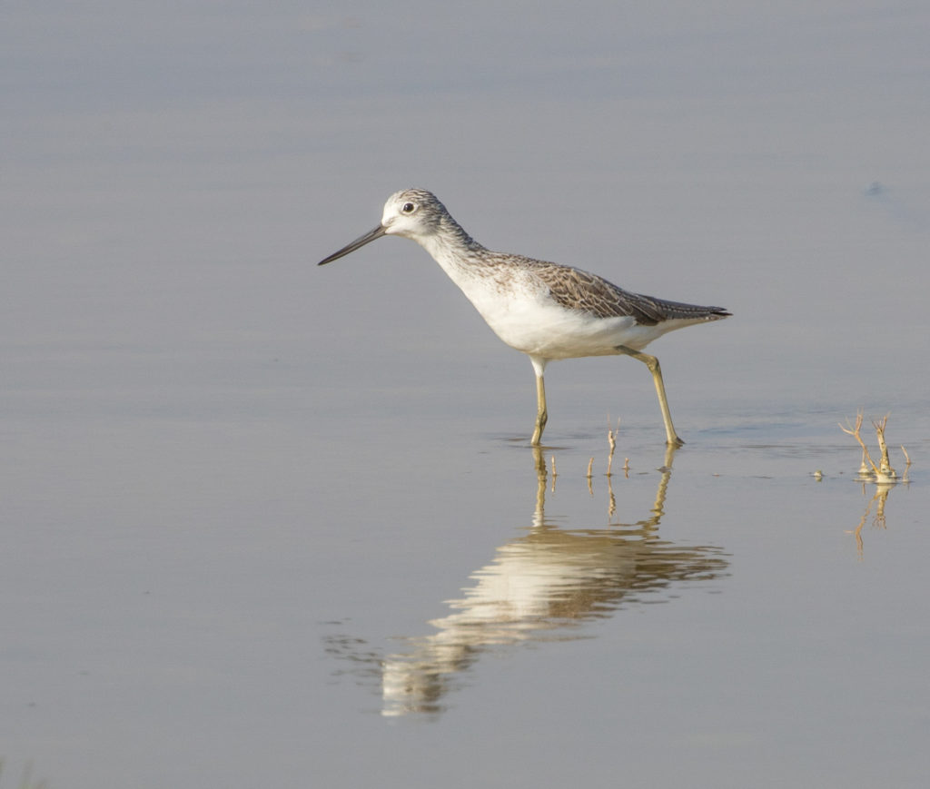 Marsh Sandpiper