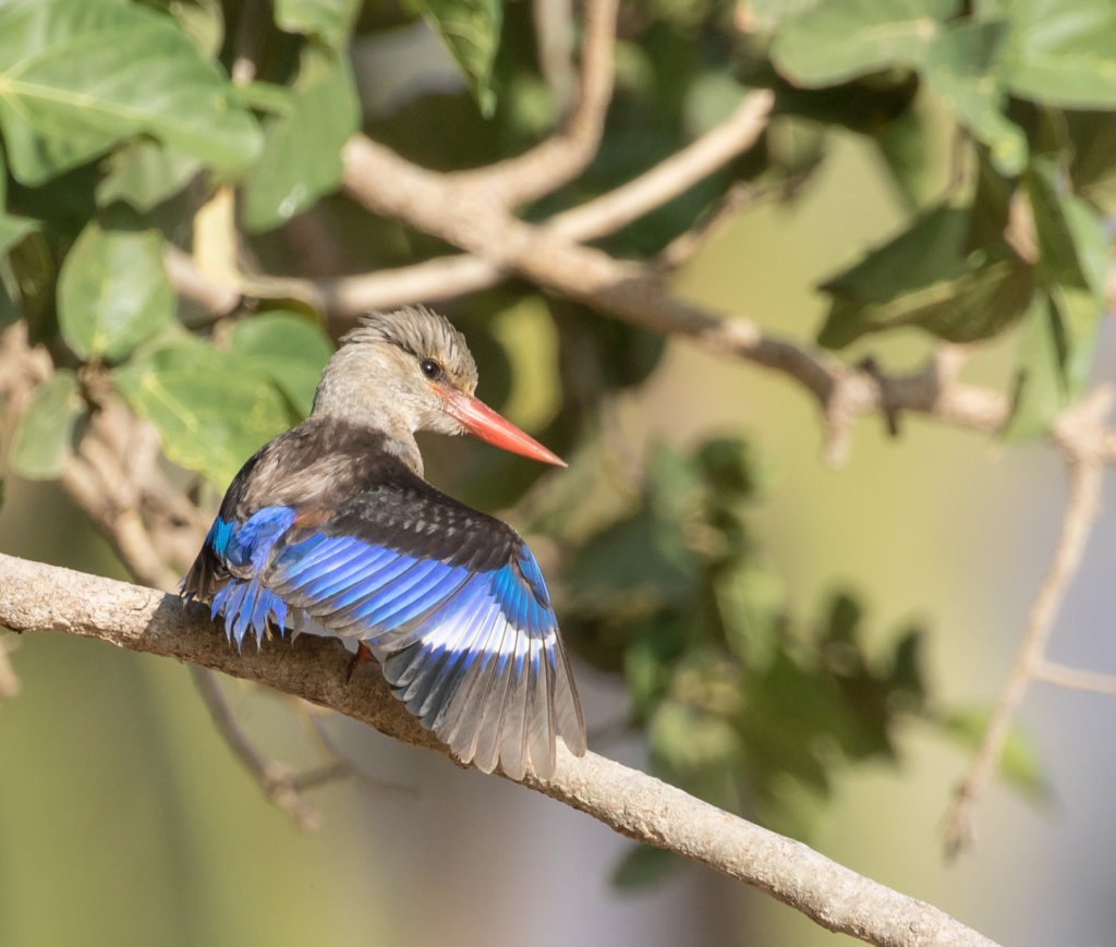 Grey-headed Kingfisher