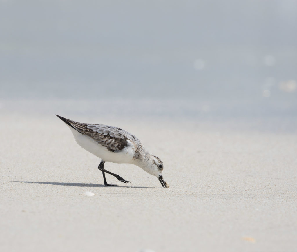 Sanderling