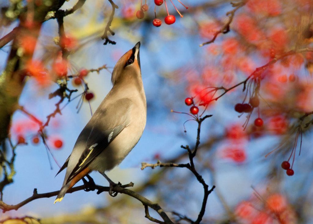 Waxwing