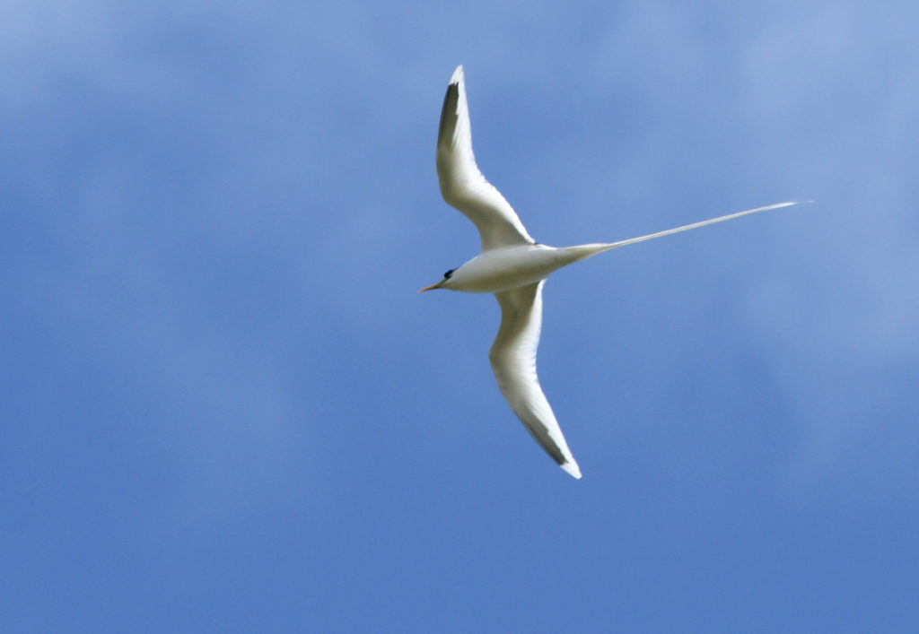 White-tailed Tropicbird