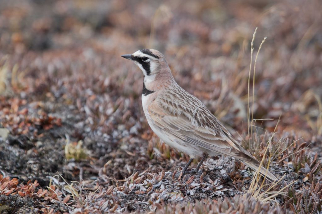 Horned Lark
